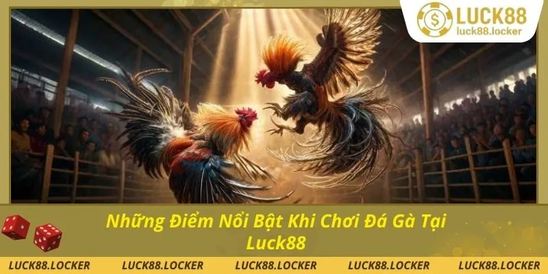 Trải nghiệm tuyệt vời khi chơi đá gà Luck88