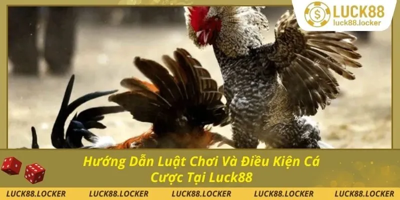 Tìm hiểu luật chơi đá gà cơ bản cần biết